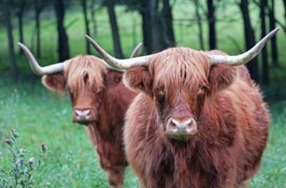 How We Select Cattle