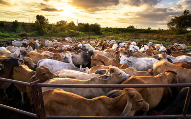 Sending Cattle to Market